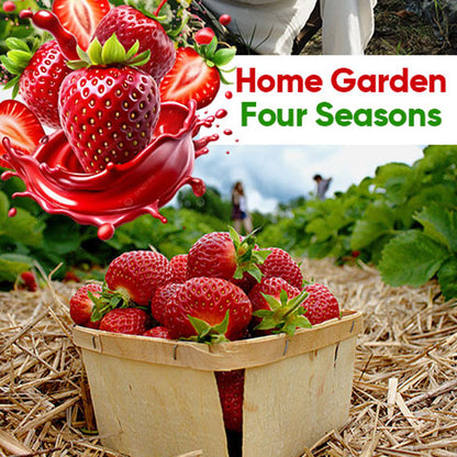 Strawberry Seeds - 100%