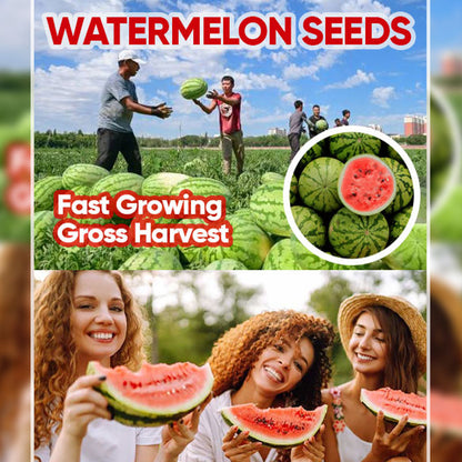 Watermelon Seeds - 100%