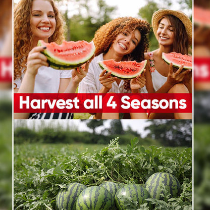 Watermelon Seeds - 100%